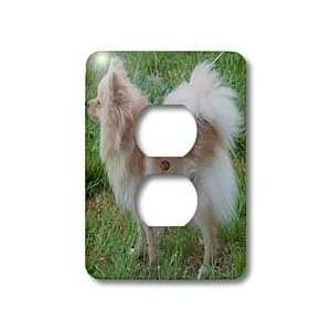  Anne Grant Photography Dogs   Cream Pomeranian Side View   Light 
