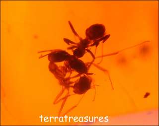 A101 DR9259 Superb Fighting Ants in Dominican Amber  