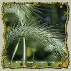 Oz Canada Wild Rye Bulk Wild Grass Seeds