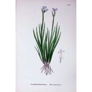   Botany Plants C1902 Blue Sisyrinchium Colour Flowers: Home & Kitchen