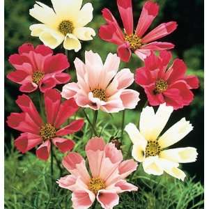   Shells (Cosmos bipinnatus) 40 Seeds per Packet Patio, Lawn & Garden