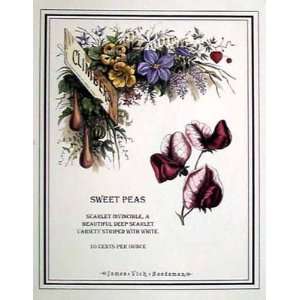  Sweet Pea Poster Print