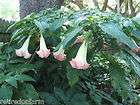 Brugmansia Pink Angel Trumpet Plant