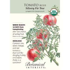  Tomato Bush Silvery Fir Tree Russian Heirloom Organic 