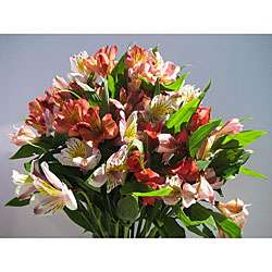 Simply Alstromeria Lilies Bouquet  