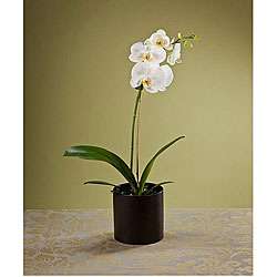 Valentines Day Pre order) Single stem White Orchid  