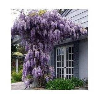  Blue Chinese Wisteria Vine 5 Seeds   Hard to Find Patio 