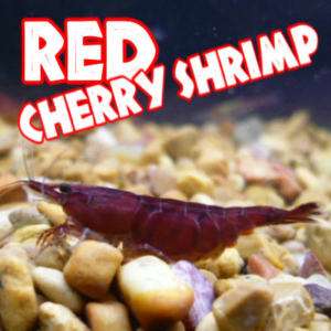 12 LIVE RED CHERRY SHRIMP ~ cute pets for freshwater fish tanks 