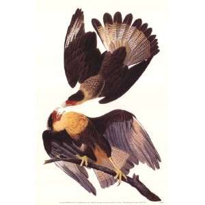  Crested Caracara by John Woodhouse Audubon 11x17 Kitchen 