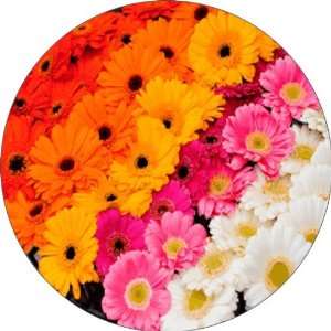 : Gerbera Flowers Art   Fridge Magnet   Fibreglass reinforced plastic 