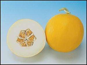 YELLOW CANARY MELON 30 50 AND 100 SEED PACKAGES  