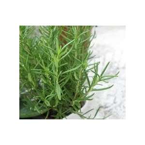  wholesale price rosemary tea hairdressing activate brain 
