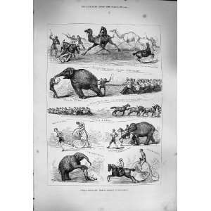   1877 Animals Lillie Bridge Elephants Bicycle Men Print