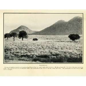  1910 Print Baragoi Kenya Extinct Black Rhinoceros 