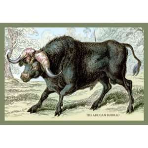African Buffalo 28X42 Canvas Giclee