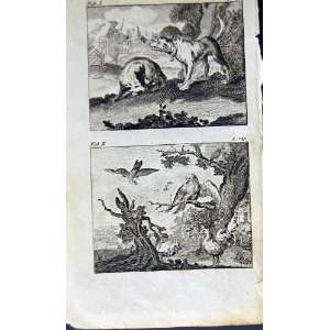  1805 Mary Adams Fables Dog Fox Vulture Sparrow Birds