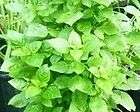Greek Columnar Basil live herb plant