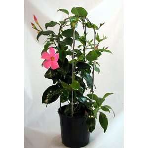  Pink Brazilian Jasmine Plant on Trellis   Mandevilla   6 