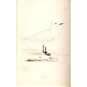  Ivory Gull Meyer H/C Birds 1842 50