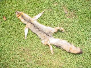 Grey fox pelt tanned fur/traps/hunter/skins/taxidermy  