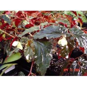 Concord Angel Wing Begonia 