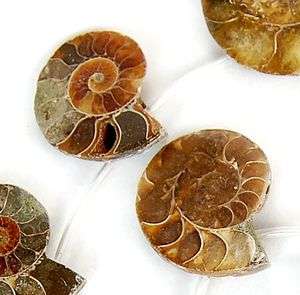 17x22 35x41mm Natural Ammonite Fossil Beads 12pcs  