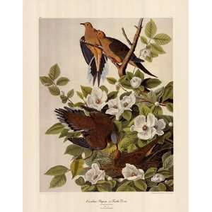  Carolina Pigeon Or Turtle Dove by John Woodhouse Audubon 