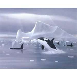  Orcas In Northern Waters Poster Print