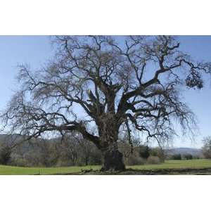  An Old Oak Tree  HUGE Art Photograph By Michael 