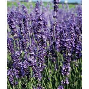  Lavender, Provence Blue 1 Plant: Patio, Lawn & Garden