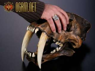 Resin Replica 1:1 Smilodon sabre toothed Tiger Skull  