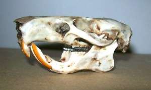 Taxidermy REAL Giant Pouched Rat skull  