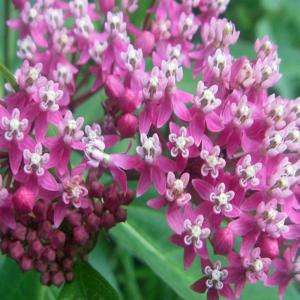 Soulmate Butterfly Milkweed Plant A149CL 
