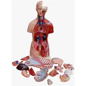 Torso, Mann und Frau, 45cm, 23 Teile, Anatomiemodell  