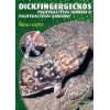 Madagassische Großkopfgeckos Paroedura Bastardi, P. Picta und P 