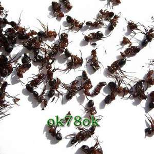 ChangBaiShan Wild Black Ants  500g  
