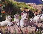 West Highland Terrier Dogs Computer Mouse Mat, AD W4M