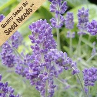 100 Seeds, English Lavender (Lavandula angustifolia) Packaged By Seed 