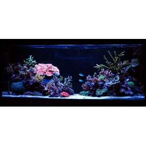 150 Watt LED Marine Aquarium Lights with Collimators By Ledwholesalers 