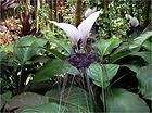 TACCA BAT FLOWER 10 SEEDS BLACK WHITE AND CAT WHISKERS