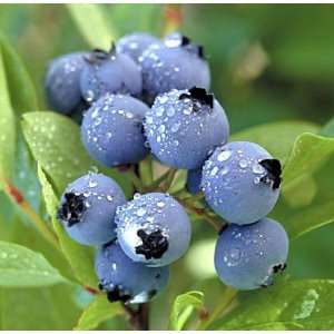  Jewel 1 Gallon Blueberry Plant Patio, Lawn & Garden