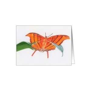  Ruddy Daggerwing   Animals   Pets   Butterflies Card 