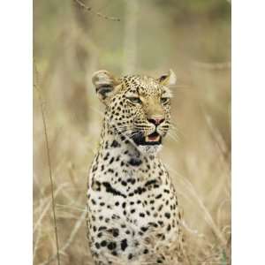 Leopard, Panthera Pardus, Kruger National Park, South Africa, Africa 