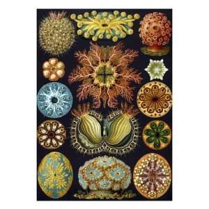   of Ascidiacea by Ernst Haeckel Giclee Poster Print