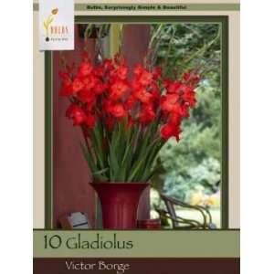  Honeyman Farms Gladiolus Victor Borge Pack of 10 Bulbs 