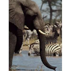  An African Elephant Drinks from a Water Hole Shared by a 