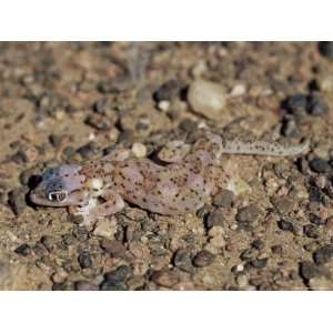  Web Footed Gecko (Palmotogecko Rangei), Skeleton Coast 