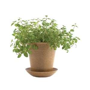  Potting Shed Creations   Ricehull Organic Mint, 1 pot 
