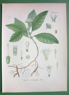 AMERICAN IPECAC Plant   COLOR Litho Botanical Print  