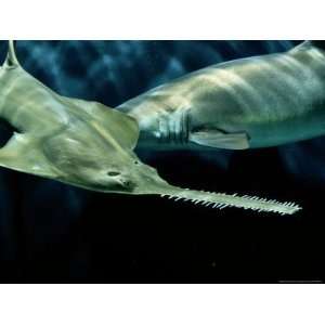  A Sawfish Swims by a Sand Tiger Shark National Geographic 